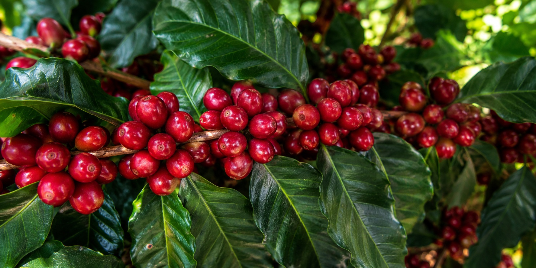 red bourbon coffee berry