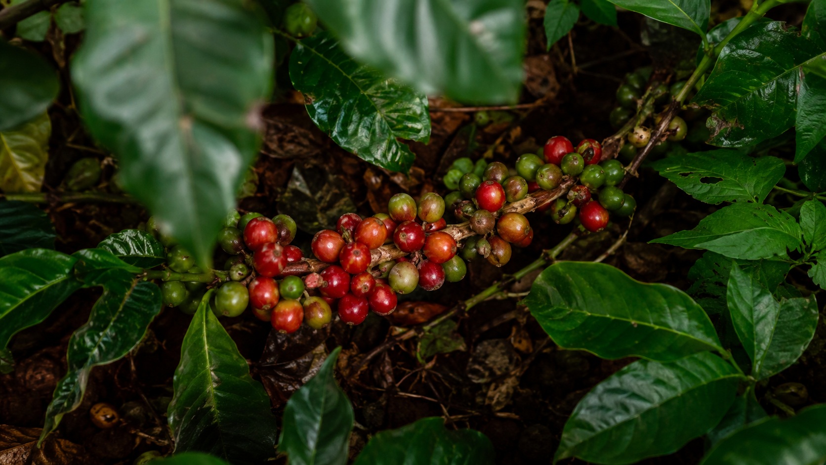 kent coffee